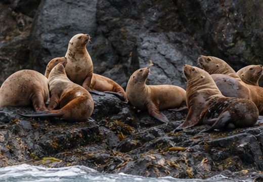 Морские животные